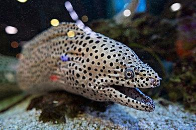 P社“模拟人生”《Life by You》还受到国际象棋启发